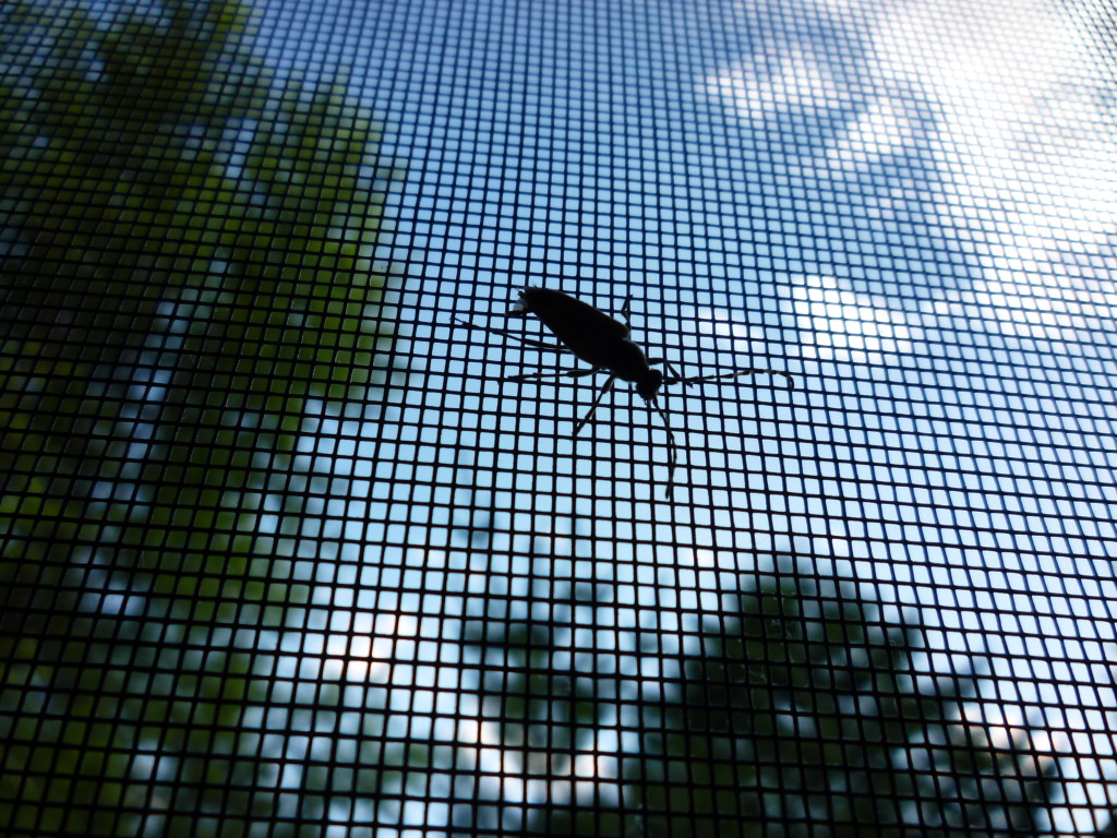 How To Keep Bugs Away From Your Screens