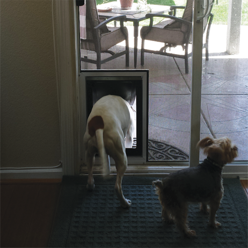 pet-door-main